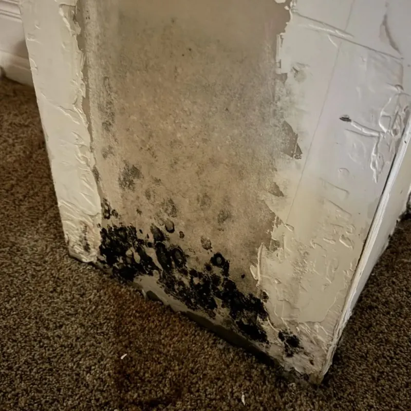 Professional Mold Removal in De Lisle, MS